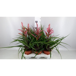 Tillandsia  'Camina'