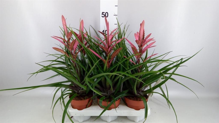<h4>Tillandsia  'Camina'</h4>