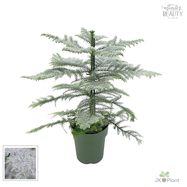 <h4>Araucaria "Winter Beauty"</h4>