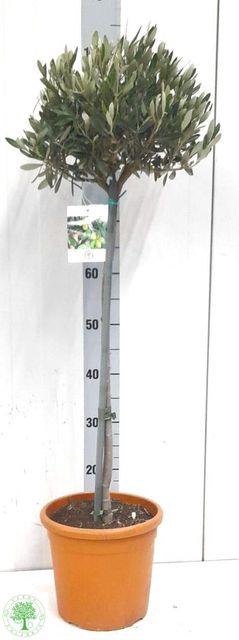 <h4>OLEA EUROPAEA P22 95CM</h4>
