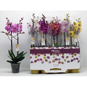 PHAL GEM
