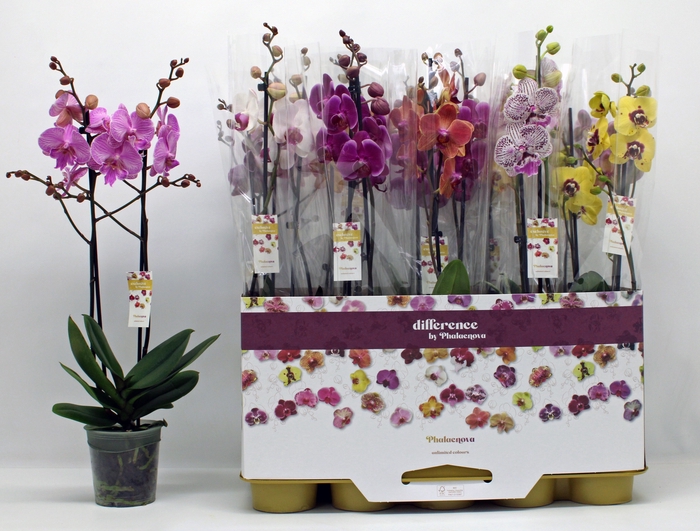 <h4>PHAL GEM</h4>