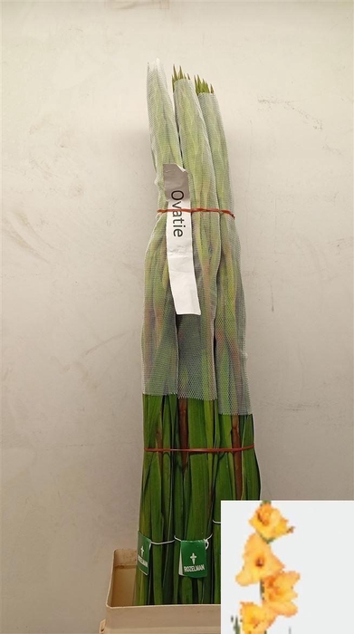 <h4>Glad Gr Ovatie</h4>