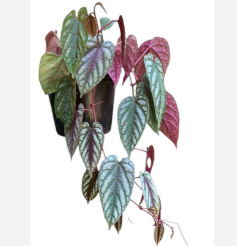 <h4>CISSUS JAVANA C21 PENDENTE</h4>