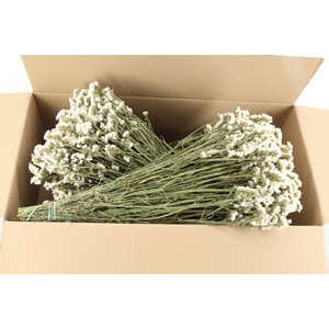 DF Statice White Bs 70g