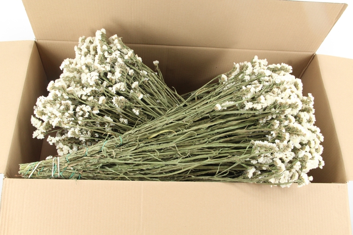 <h4>DF Statice White Bs 70g</h4>