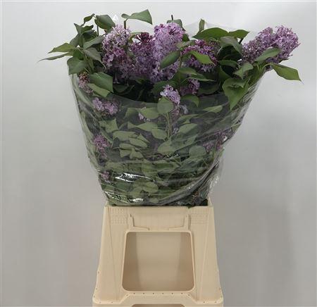 <h4>Syringa Rosa Rosa</h4>