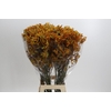 Anigozanthos Golden Girl