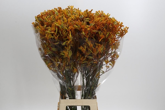 <h4>Anigozanthos Golden Girl</h4>