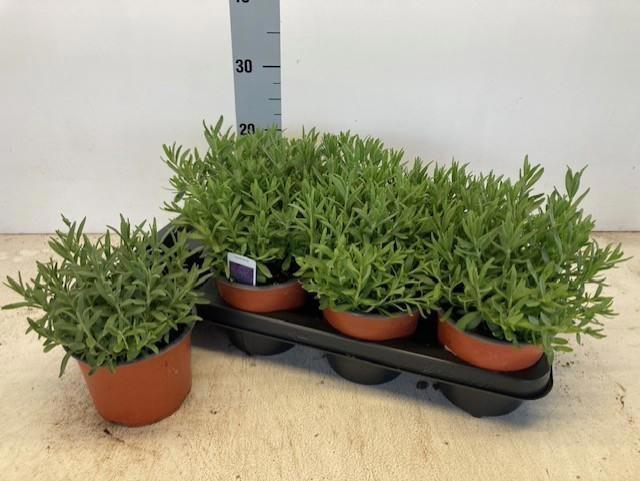 <h4>LAVAN AN HIDCOTE</h4>