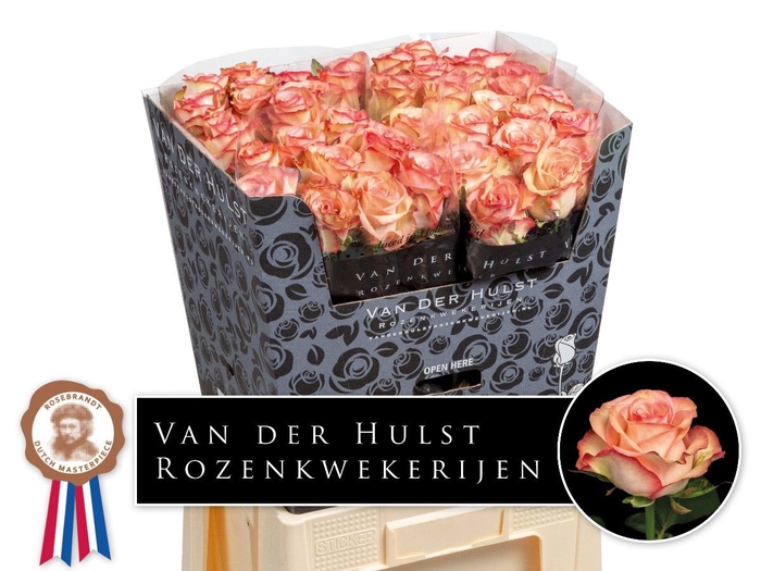 <h4>R Gr Aprikola Hulst</h4>