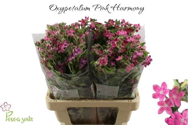 <h4>OXY CO PINK HARMONY</h4>
