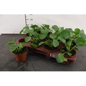 Pilea 8.5 Cm. P. Peperomoides