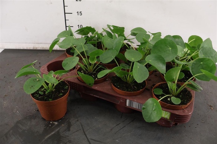 <h4>Pilea 8.5 Cm. P. Peperomoides</h4>
