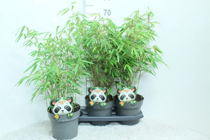 <h4>Fargesia rufa</h4>