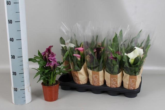 <h4>ZANT GEM 4 KL</h4>