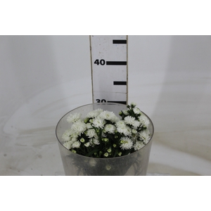 ASTER MARIANA 030 CM