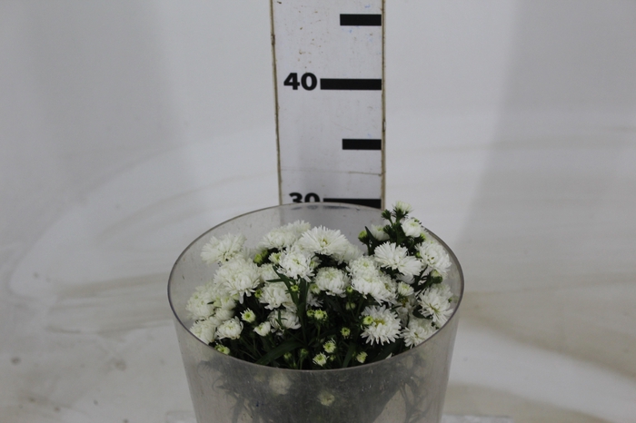 <h4>ASTER MARIANA 030 CM</h4>