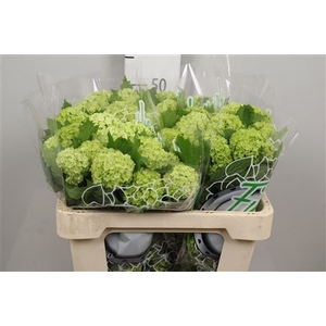 Viburnum opulus 'Roseum'