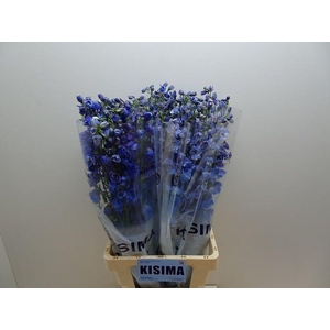 DELPH DU TRIT D BLUE