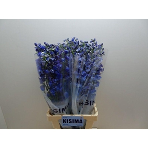 DELPH DU TRIT D BLUE