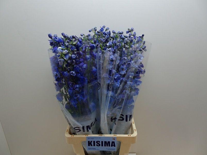 <h4>DELPH DU TRIT D BLUE</h4>