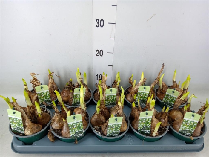 <h4>Leucojum aestivum</h4>