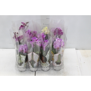 PHALAENOPSIS MINI P06