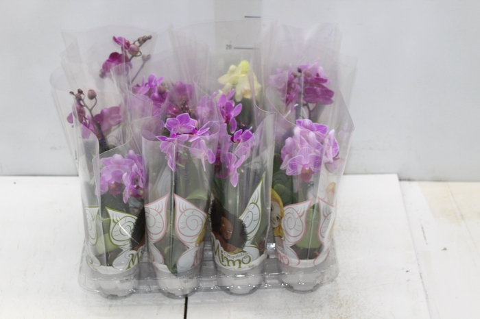 <h4>PHALAENOPSIS MINI P06</h4>