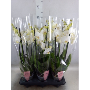 Phalaenopsis  'Ant Inverness'