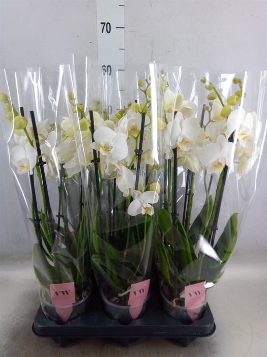 <h4>Phalaenopsis  'Ant Inverness'</h4>