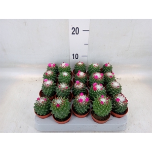 Mammillaria polythele 'Toluca'
