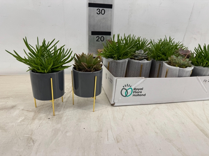 <h4>ARR SUCCULENTEN</h4>