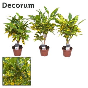 Croton Gold Dust stam 7 cm (Decorum)