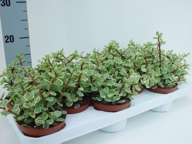 <h4>Portulacaria afra variegata</h4>