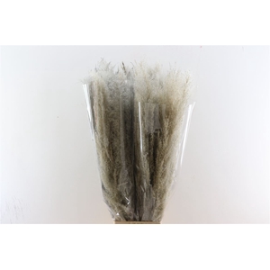 Dried Cortaderia Dadang Grey 100cm P Stem