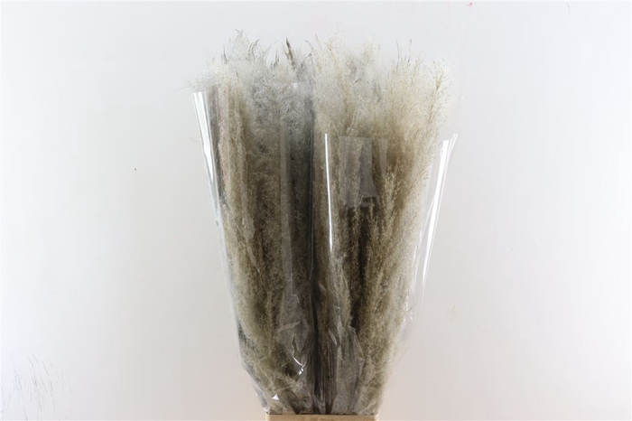 <h4>Dried Cortaderia Dadang Grey 100cm P Stem</h4>