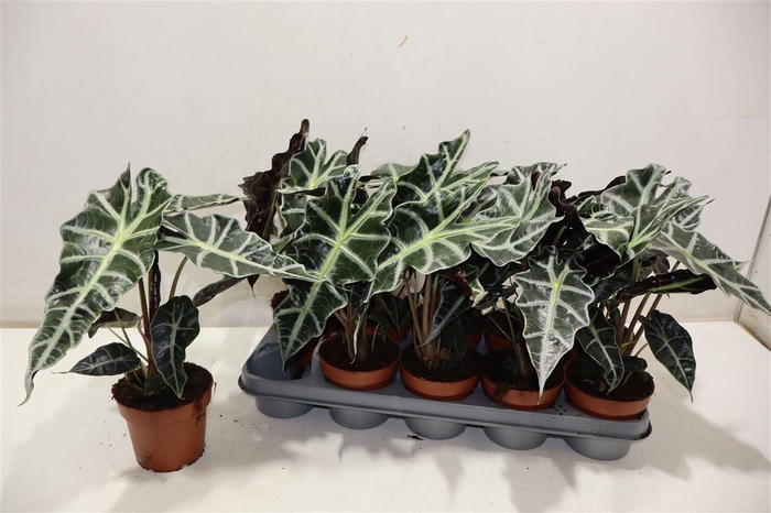 <h4>arr8 Aloc Polly</h4>