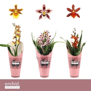 Cambria, Mix 1-spike 'Orchid Collection' Potcover