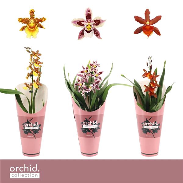 <h4>Cambria, Mix 1-spike 'Orchid Collection' Potcover</h4>