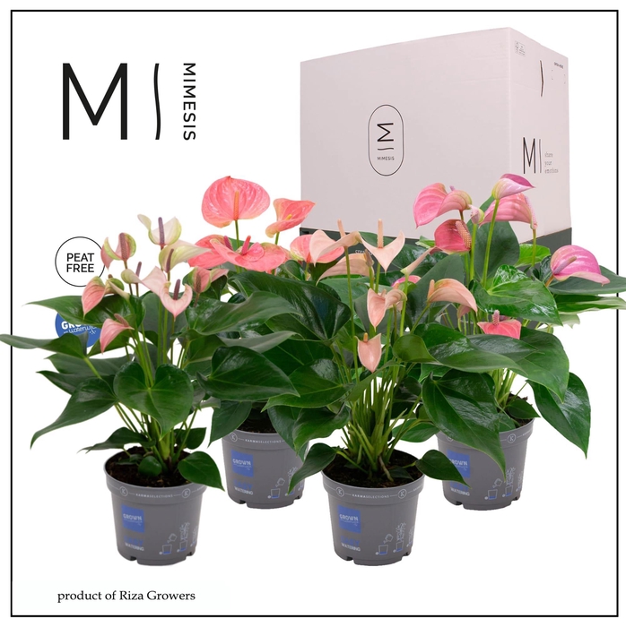 <h4>Mimesis Anthurium KARMA Pink Mix - 12cm</h4>