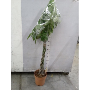 Pachira aquatica