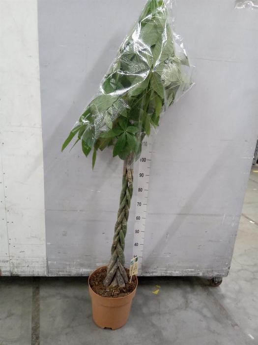 <h4>Pachira aquatica</h4>