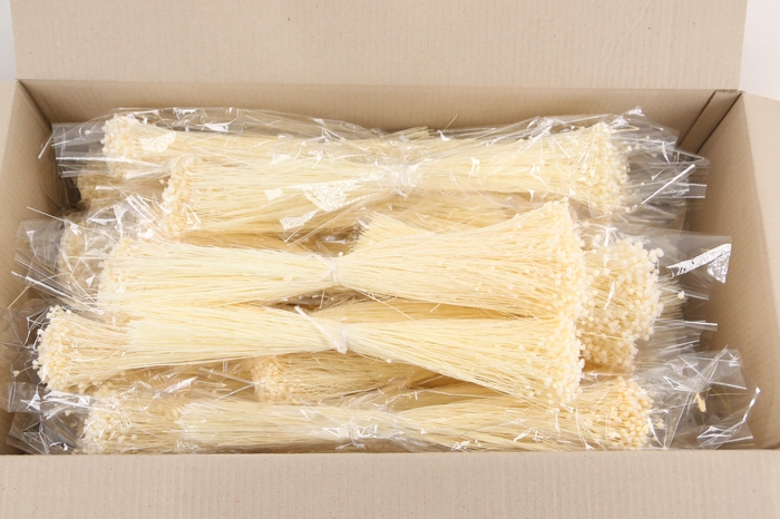 <h4>DF Berina Bleach Bs</h4>