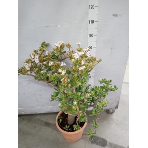 Crassula ovata 'Sunset'