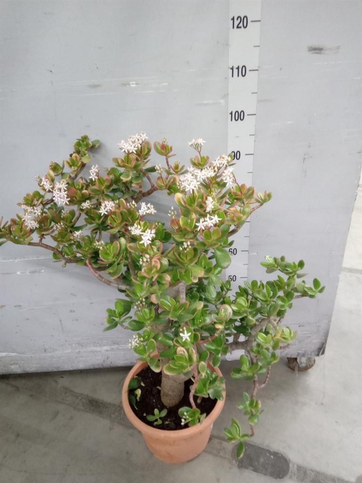 <h4>Crassula ovata 'Sunset'</h4>