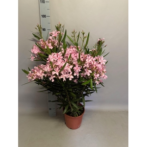 Nerium oleander Struik Rose