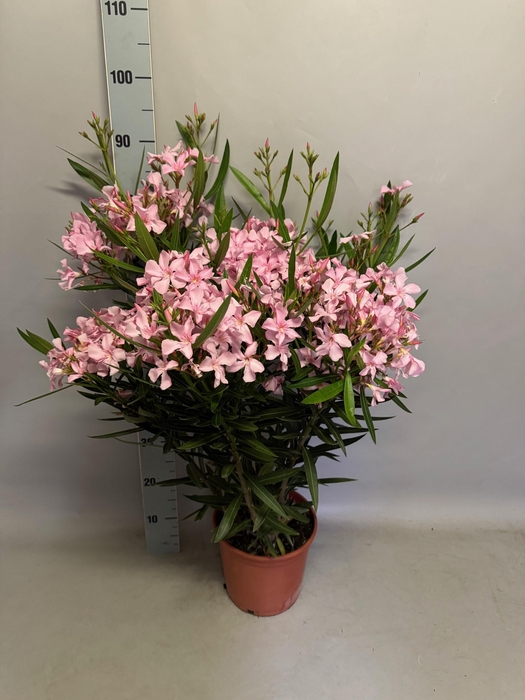 <h4>Nerium oleander Struik Rose</h4>