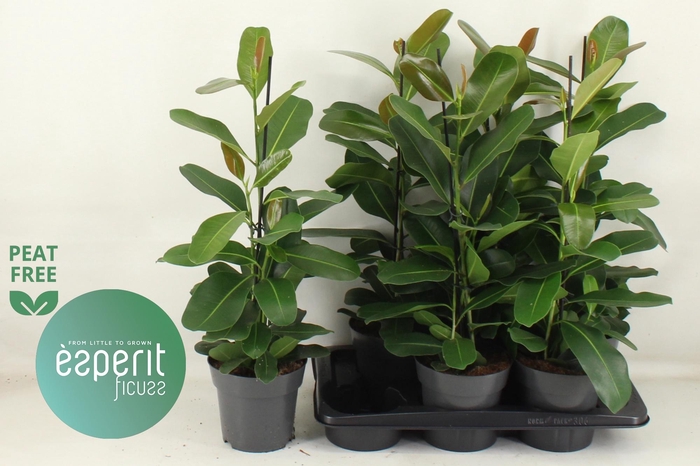 <h4>FIC MI SMILE</h4>