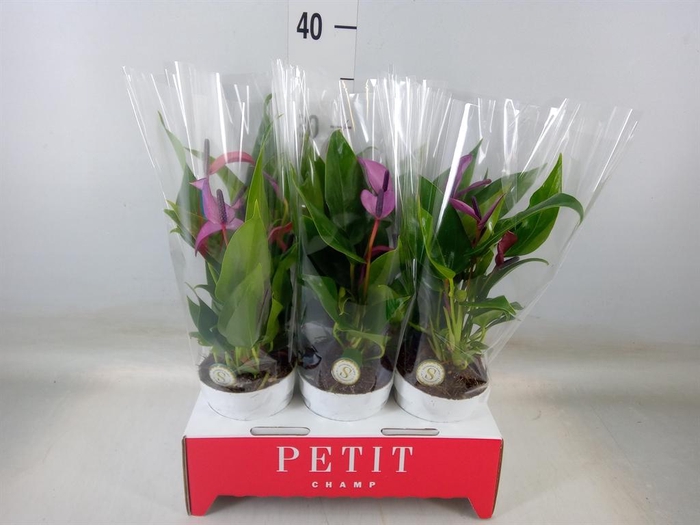 <h4>Anthurium  'Zizou'</h4>